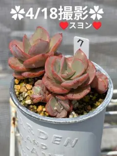 2026年最新】多肉植物 スヨン錦の人気アイテム - メルカリ
