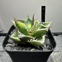 2026年最新】アガベ sad 南アフリカダイヤモンドの人気アイテム - メルカリ