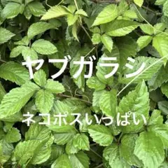 小動物おやつ　ヤブガラシ　ネコポスいっぱいのサムネイル