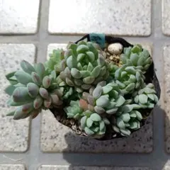 こばん☆様 リクエスト 2点 まとめ商品