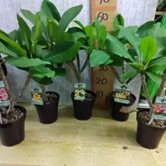 【鉢ごと/翌日発/沖縄離島不可】プルメリア 　４号　11種ミックス　11鉢セット 鉢ごと/翌日発/沖縄離島不可】プルメリア 4号 11種ミックス 11鉢