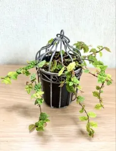 タナトス様 リクエスト 2点 まとめ商品