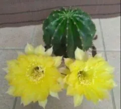 ぷりん様 リクエスト 3点 まとめ商品