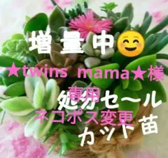 多肉植物 寄せ植え 詰め合わせ おまかせカット苗 可愛い セダム エケベリア