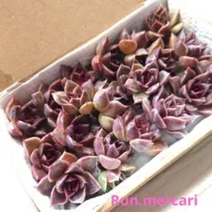 多肉植物〈カット苗〉☆ブラッククィーン20ヶ☆寄植えに♥