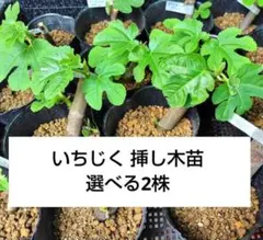 Angelito イチジク いちじく 穂木 苗 Angelito イチジク いちじく 穂木 苗