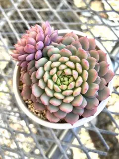 た*代様 多肉植物ミックスベリアおらいさん苗　ちょこん