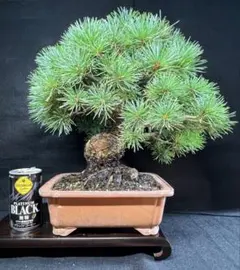 赤松 懸崖 松 古木 小品盆栽 盆栽 鉢 捻転 赤松 懸崖 松 古木 小品盆栽 盆栽 鉢 捻転 - メルカリ