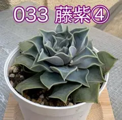 ミックスべリア【033 藤紫】④