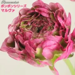 2025年最新】ラナンキュラスポンポン シリーズの人気アイテム - メルカリ