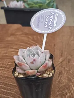 ミックスベリア 風の花 抜き苗 多肉植物 札なし - メルカリ