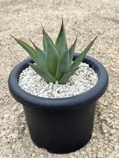 2025年最新】ブルーグロー アガベの人気アイテム - メルカリ