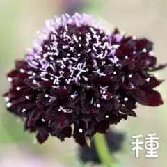 スカビオサ ブラックナイト 種