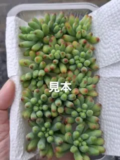 51 多肉植物乙女心おまかせカット12株