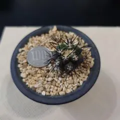 2026年最新】黒王丸カキコの人気アイテム - メルカリ