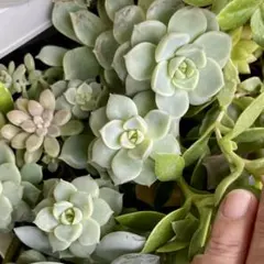 あや様 リクエスト 2点 まとめ商品