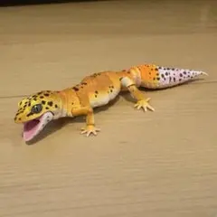 レオパードゲッコー フィギュア　いきもの大図鑑