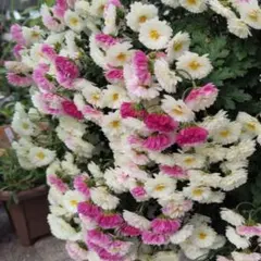 ざる菊　白色　菊苗　花苗のサムネイル