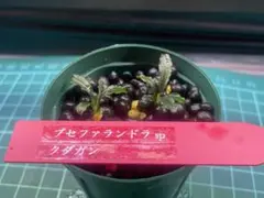 2026年最新】ブセファランドラの人気アイテム - メルカリ