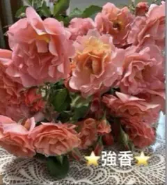 ⭐️バラ苗⭐️挿し木苗⭐️強香バラ⭐️二苗セット - メルカリ