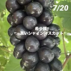 ④*ஐ艶々で光沢がある黒いシャインマスカット*ஐぶどう・苗木【マスカットノワール 12ஐ艶々で光沢がある黒いシャインマスカット*ஐぶどう・苗木