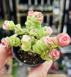 多肉植物 ファンタジー錦 2苗 抜き苗 根土付き発送 エケベリア韓