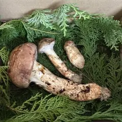 北海道　松茸　350g 特大 楽天市場】【ふるさと納税】＜先行受付中＞秋の味覚の王様「松茸