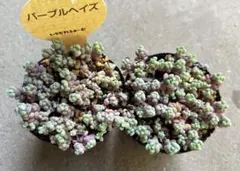 クゥとチャチャ様 リクエスト 6点 まとめ商品