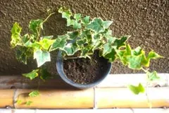 斑入り アイビー　　観葉植物