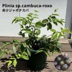 798〓超希少Plinia sp.