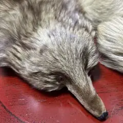 引き取り限定☆キツネの剥製 引き取り限定☆キツネの剥製 引き取り限定☆キツネの剥製 Yahoo