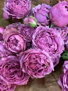 バラ苗　切りバラ苗　 P♡nk'n P♡tty Rose 苗 バラ苗 超人気品種 押し木P!nk n' Pr€tty 宅急便コンパクトで発送