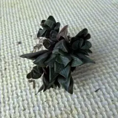 TOSHIMI様 リクエスト 3点 まとめ商品