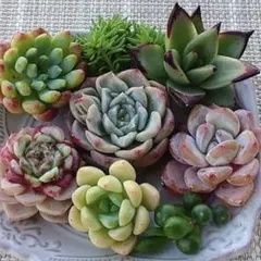 多肉植物♡カット苗:*ꕤ*.゜ - メルカリ