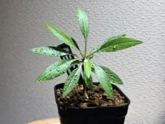 2025年最新】プルプシーの人気アイテム - メルカリ