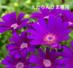 えだりんさま専用ページです。