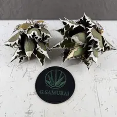 2026年最新】アガベ オアハカ 現地の人気アイテム - メルカリ