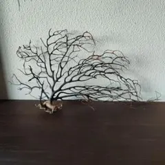 2026年最新】ウミウチワの人気アイテム - メルカリ