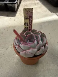 2026年最新】龍鱗蓮華の人気アイテム - メルカリ