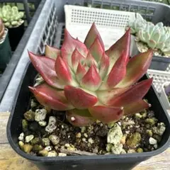 ロンちゃん様 リクエスト 3点 まとめ商品