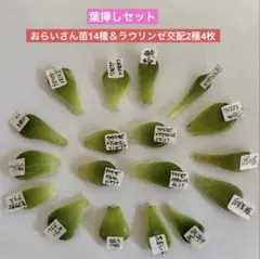 多肉植物葉挿しセット　おらいさん苗ミックスベリア・青札＆ラウリンゼ交配種
