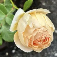 切り花品種 ミエルテ バラ挿し木苗 - メルカリ