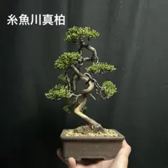 真柏 盆栽 捻転幹 模様木 シャリ芸 舎利 - メルカリ