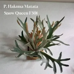 2025年最新】ハクナマタタ ビカクシダの人気アイテム - メルカリ