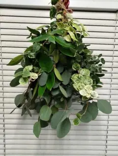 スワッグ　フレッシュ材料　ネコポス匿名発送