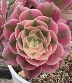 アエオニウム 花顔ピンクデイジー①⭐️お買い得 - メルカリ