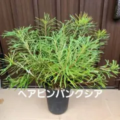 2025年最新】バンクシア ヘアピンの人気アイテム - メルカリ
