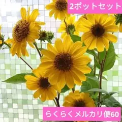 宿根ヒメヒマワリ ブリーディングハーツ 12ポットセット らくらく