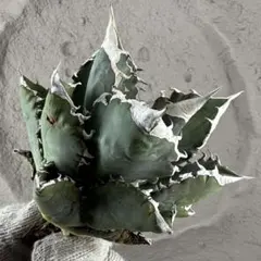 2026年最新】ホワイトファイヤー アガベの人気アイテム - メルカリ