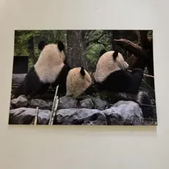 2026年最新】上野松坂屋 パンダ カードの人気アイテム - メルカリ